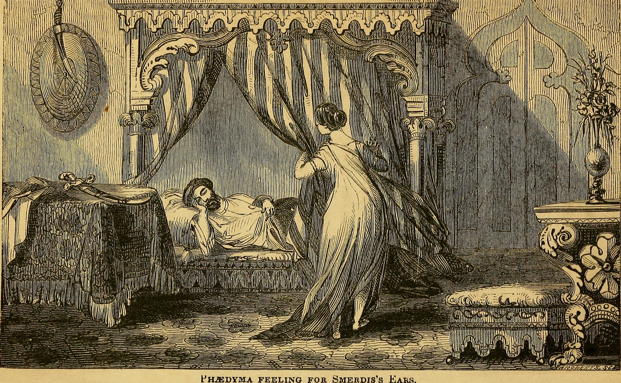 바르디야(스메르디스) 관련 이미지